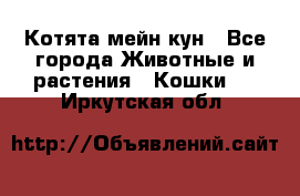 Котята мейн кун - Все города Животные и растения » Кошки   . Иркутская обл.